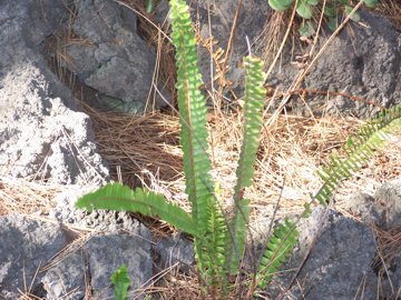 Nephrolepis cordifolia / Felce cordifolia